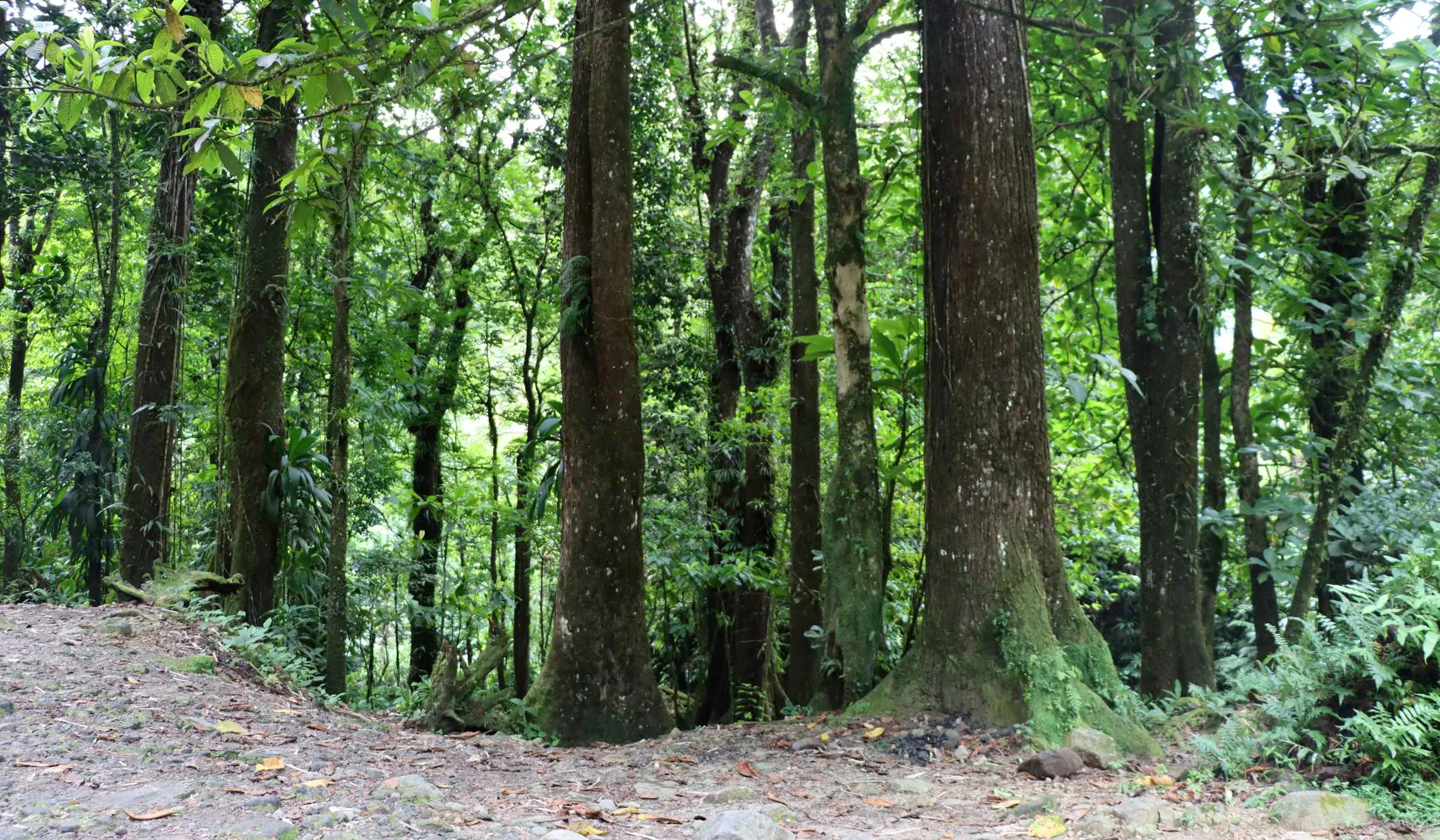 Forêt des Pitons du Carbet