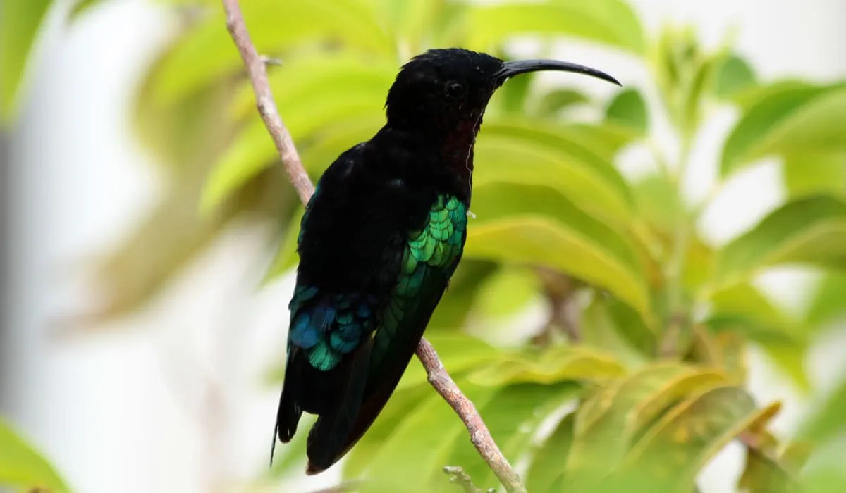 Colibri Colibri