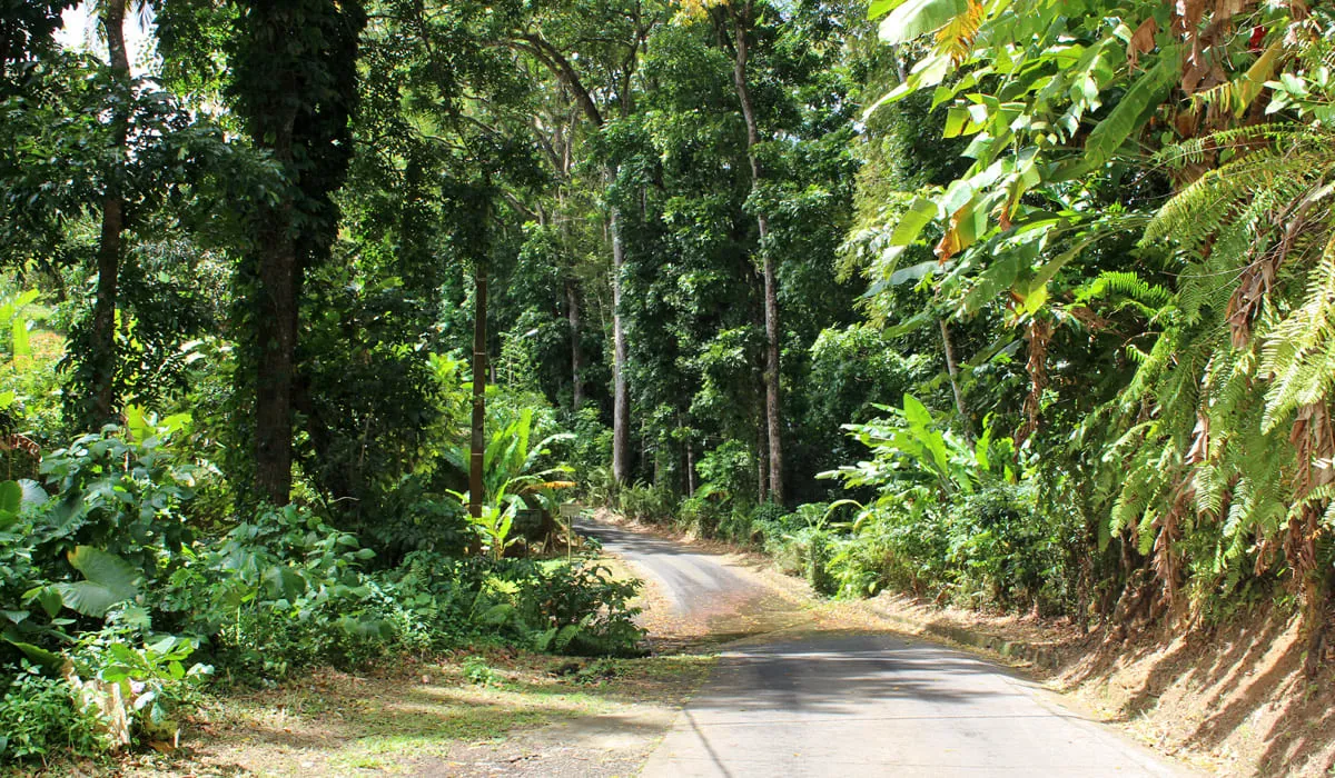 Forêt de Rabuchon Forêt de Rabuchon