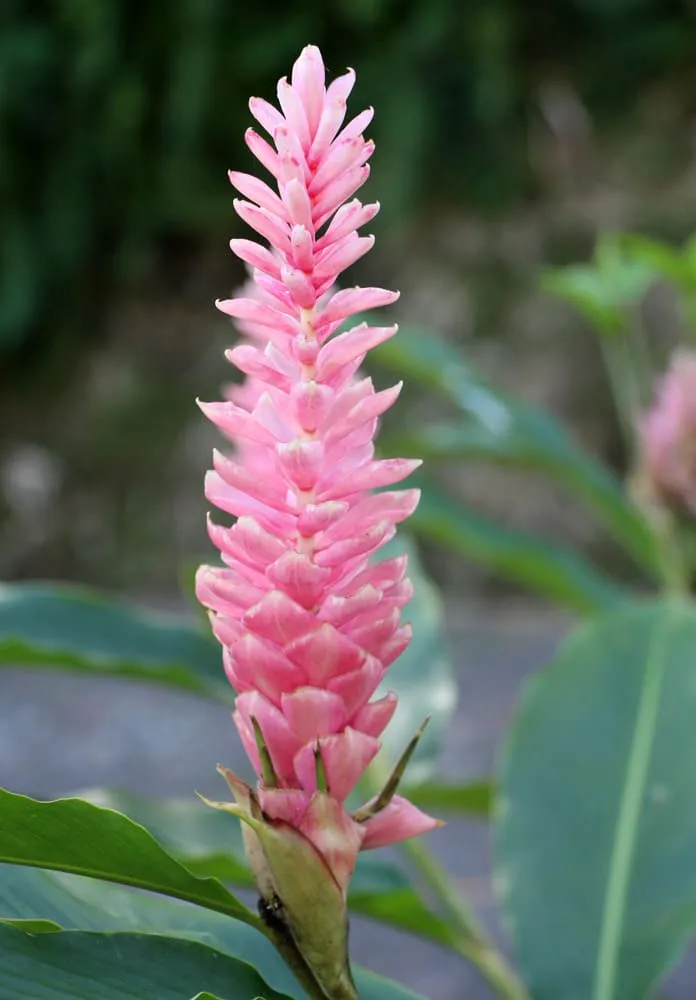 Rose porcelaine Rose porcelaine